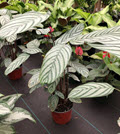 8" Calathea Exotica